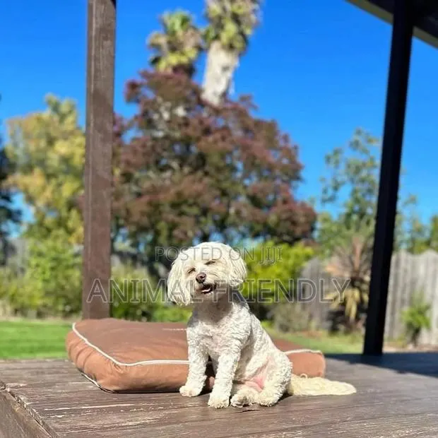 1-3 months Female Purebred Poodle · Photo 1