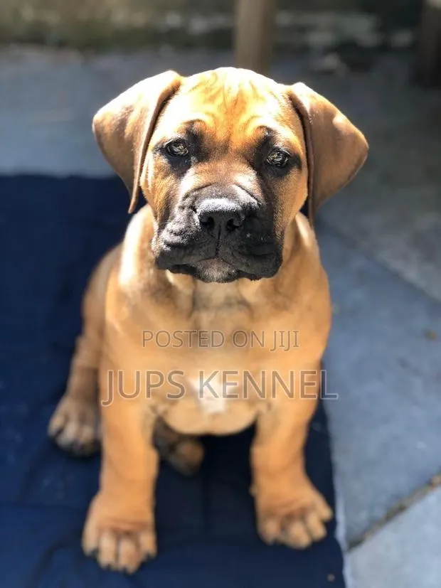 1-3 months Female Purebred Boerboel · Photo 1