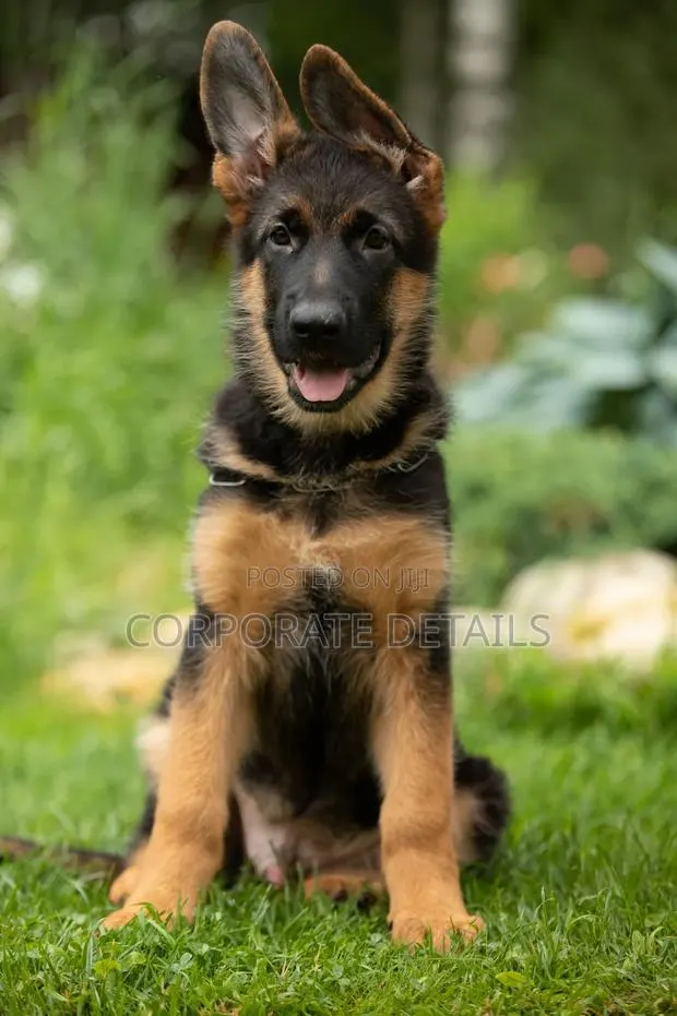 1-3 months Male Purebred German Shepherd · Photo 1