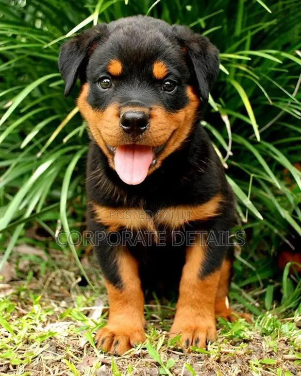 1-3 months Male Purebred Rottweiler · Photo 1