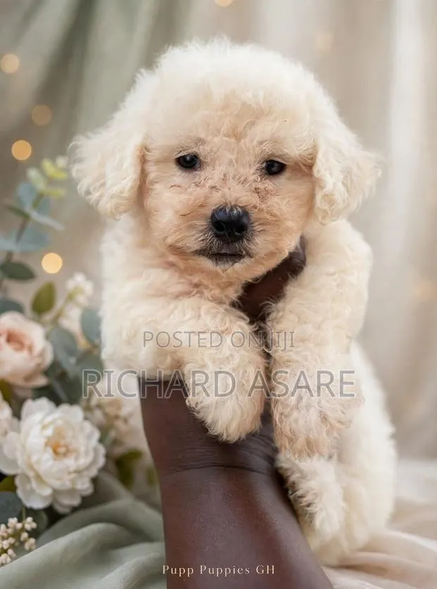 1-3 months Male Purebred Poodle · Photo 1
