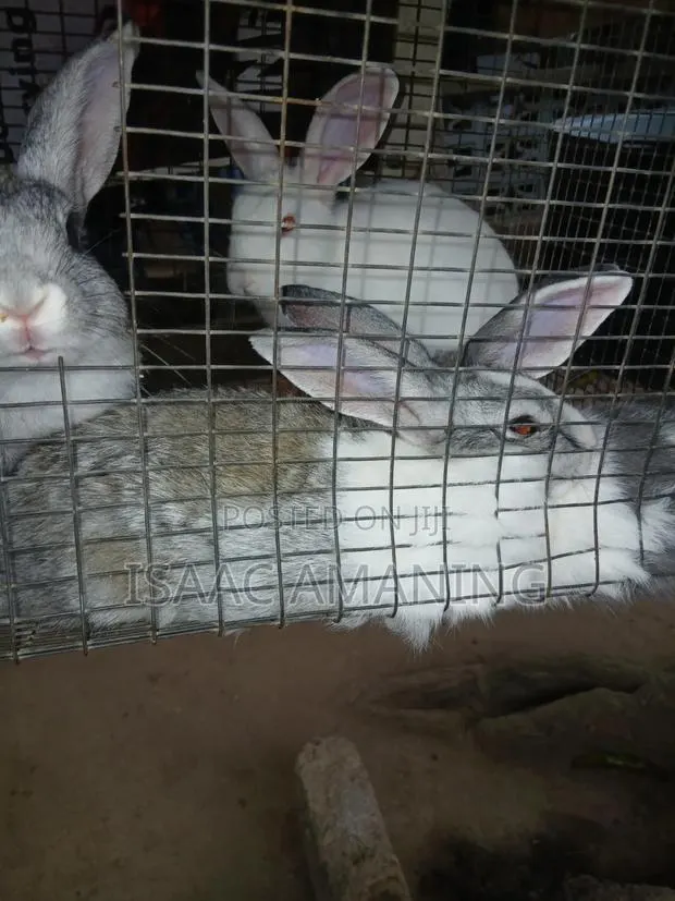 IB Rabbit Farms · Photo 1