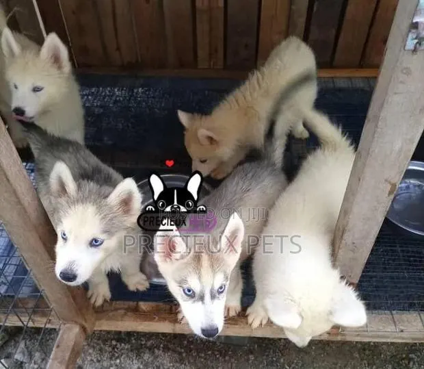 1-3 months Female Purebred Siberian Husky · Photo 1