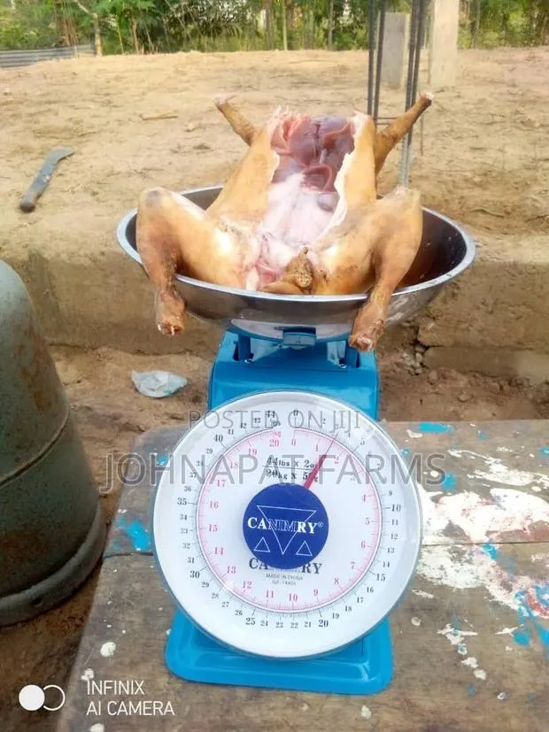Healthy Meat Rabbit · Photo 1