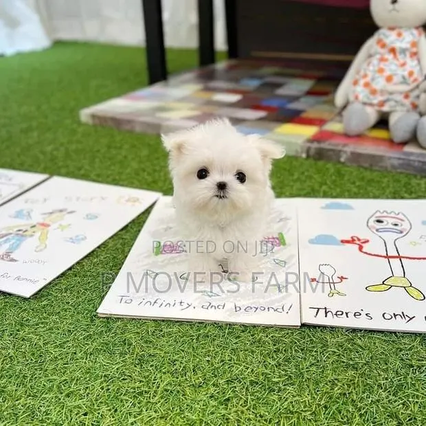 1-3 months Male Purebred Maltese · Photo 1