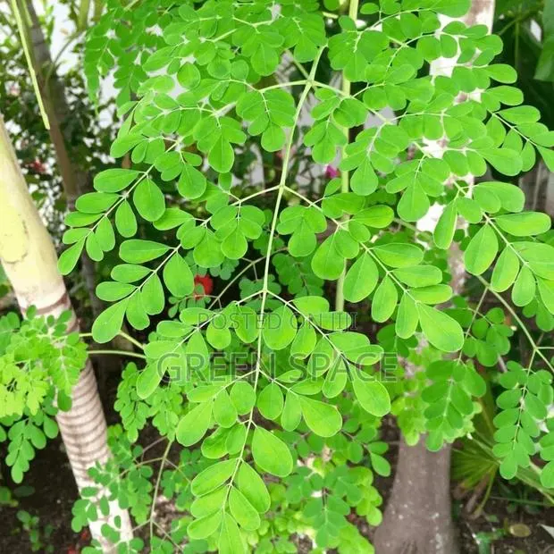 Moringa Seedling · Photo 2