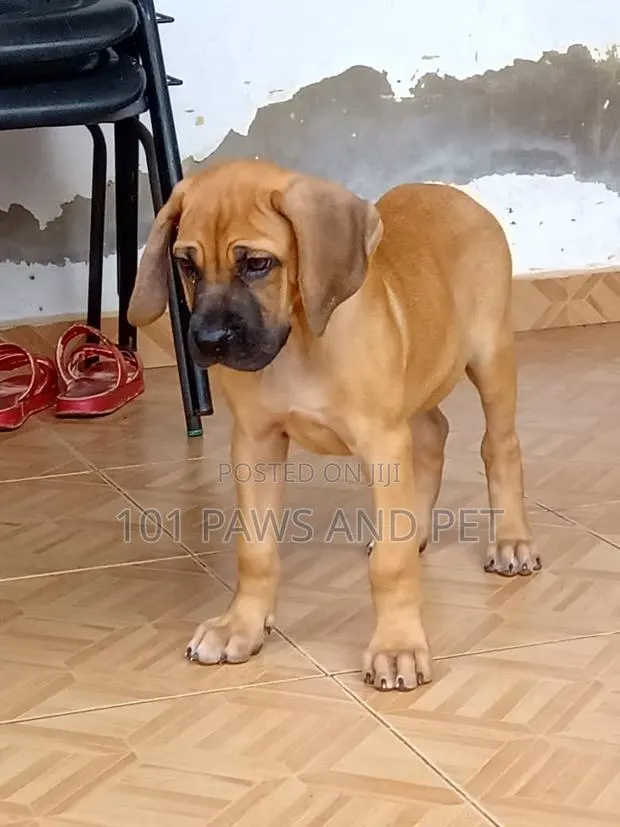 1-3 months Female Purebred Boerboel · Photo 1