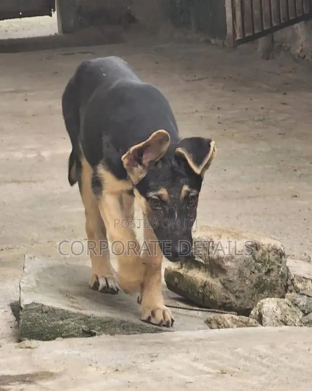 1-3 months Female Purebred German Shepherd · Photo 1