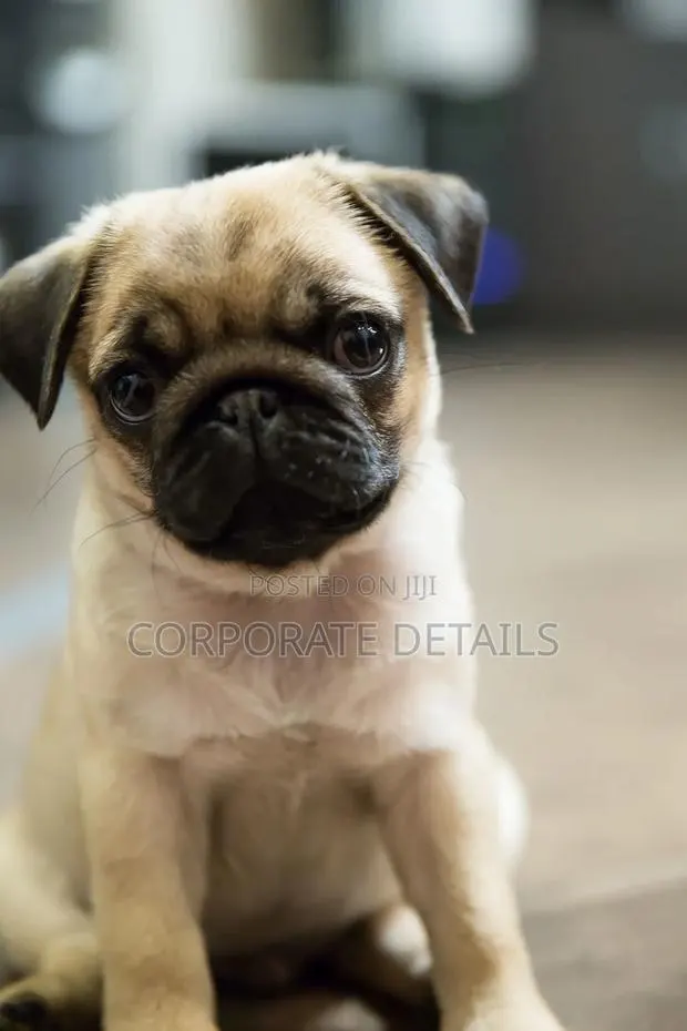 1-3 months Female Purebred Pug · Photo 1