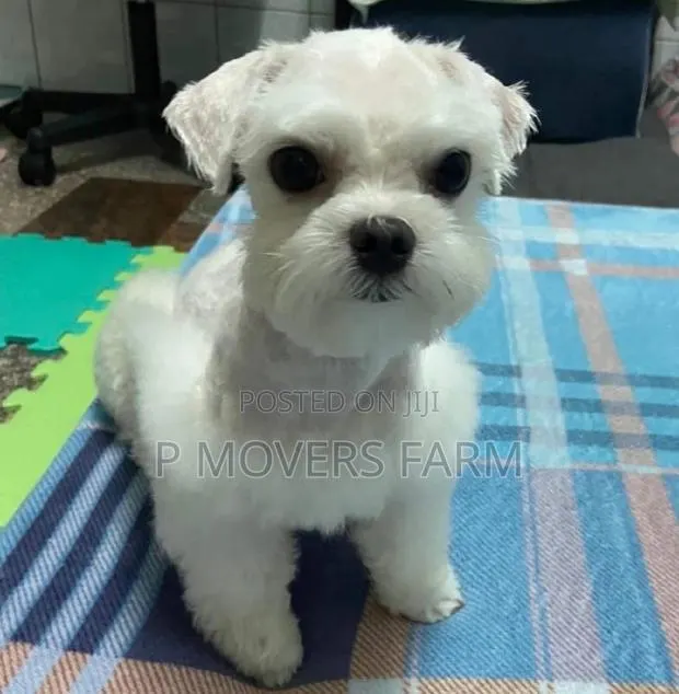 1-3 months Female Purebred Maltese · Photo 1