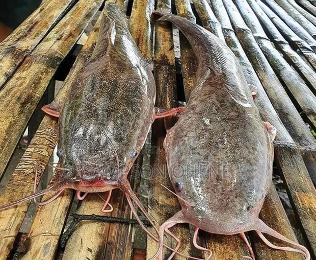 S.O AquaHarvest Is a Premier Fish Farm · Photo 1