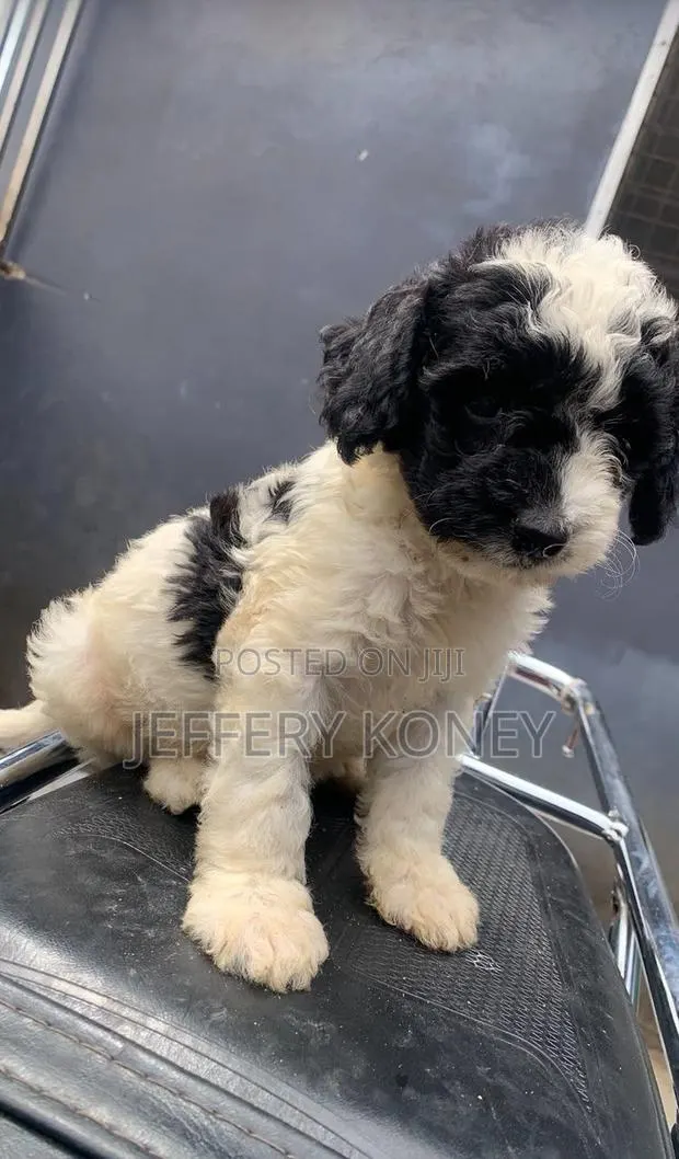 1-3 months Male Purebred Poodle · Photo 1