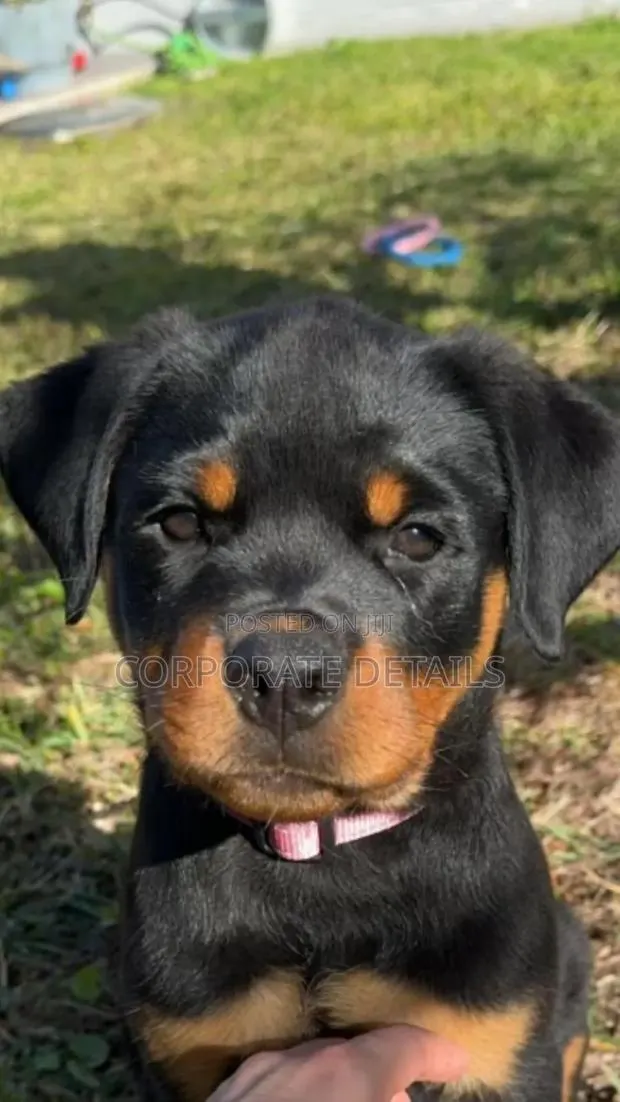 1-3 months Male Purebred Rottweiler · Photo 1