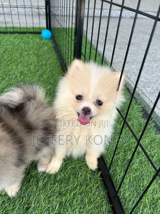 1-3 months Female Purebred Pomeranian · Photo 1