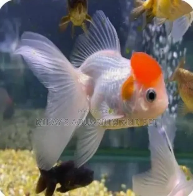 Red Cap Fish for Aquarium · Photo 1