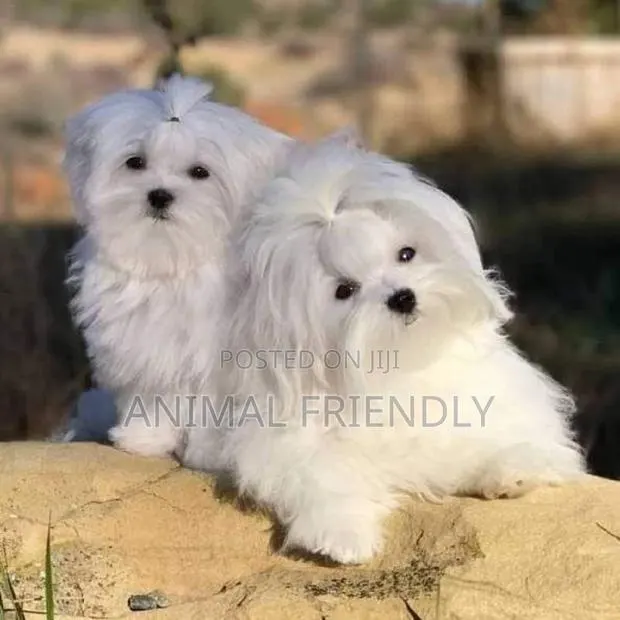 1-3 months Male Purebred Maltese · Photo 1