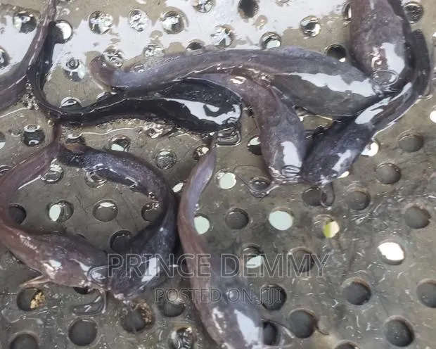 Fingerlings,And Post Fingerling · Photo 1
