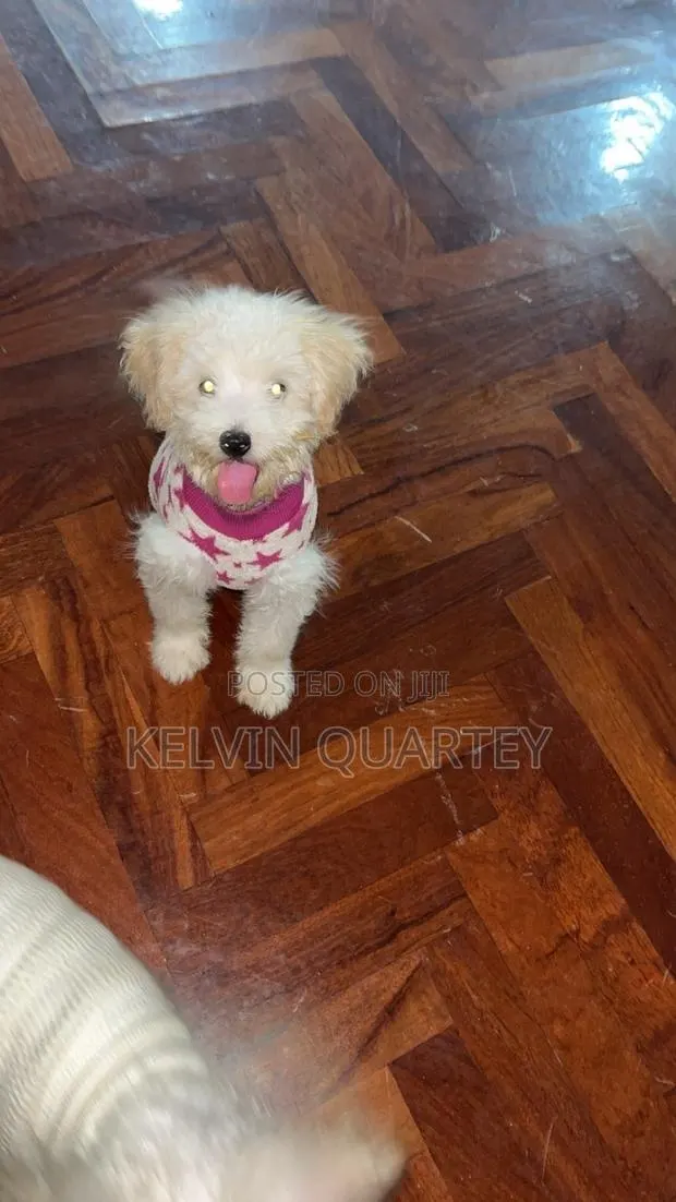 1-3 months Female Purebred Maltipoo · Photo 1