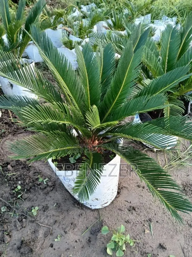Sago Palm Flower · Photo 1