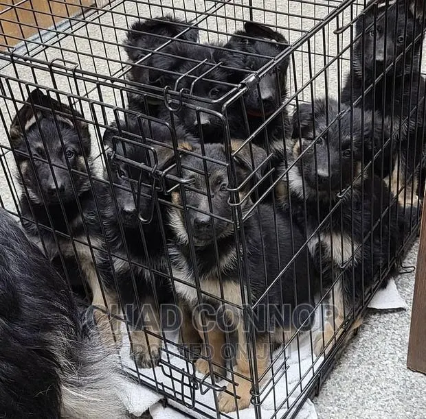 1-3 months Male Purebred German Shepherd · Photo 1