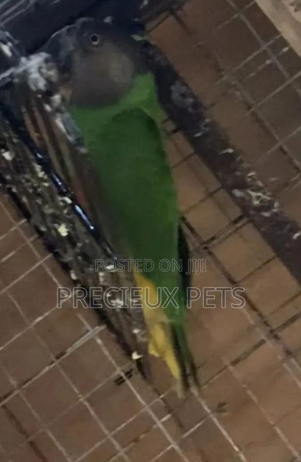 Senegalese Parrot