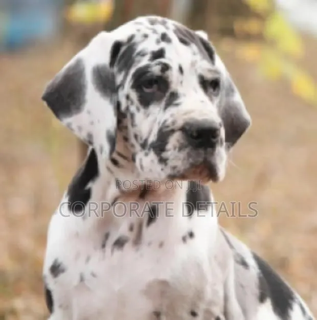 1-3 months Male Purebred Great Dane · Photo 1