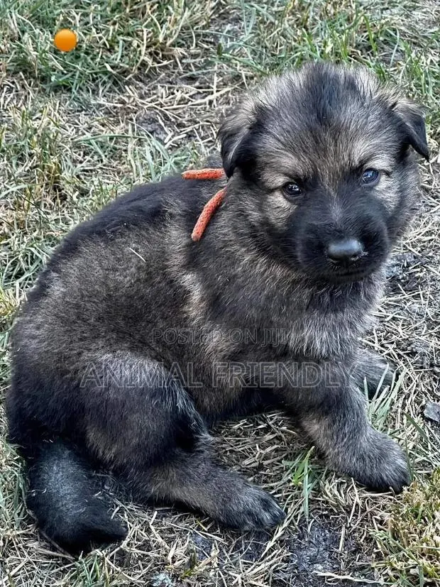 1-3 months Male Purebred Caucasian Shepherd · Photo 1
