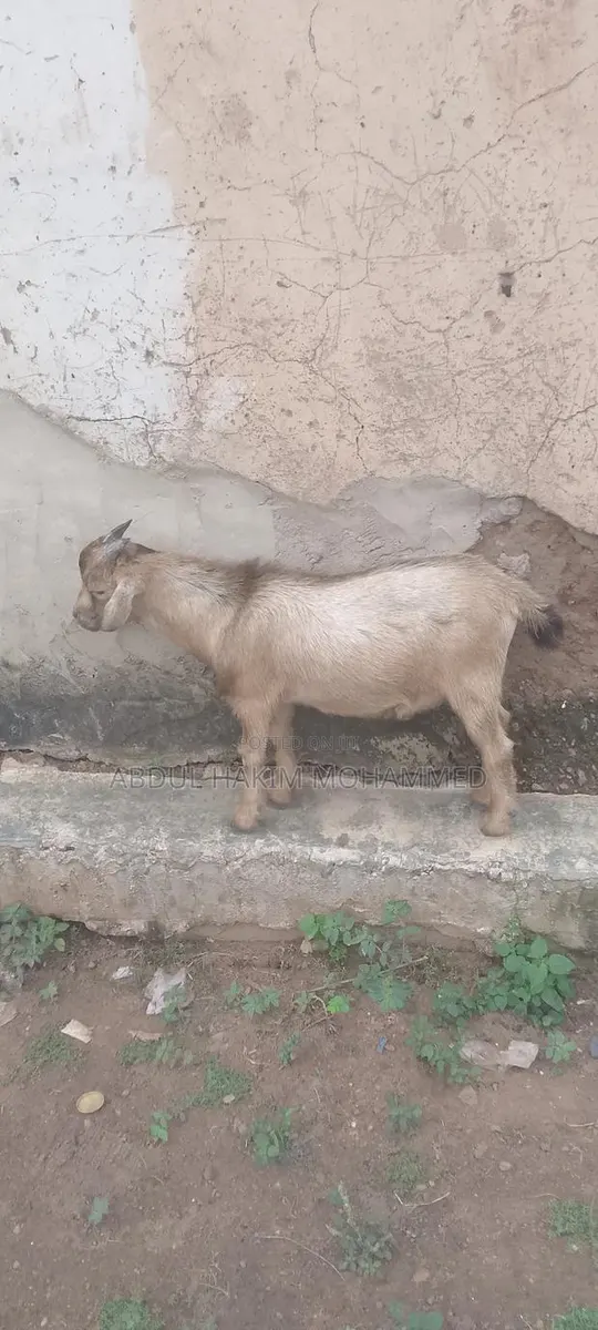 Nice Male Goat Seller · Photo 1