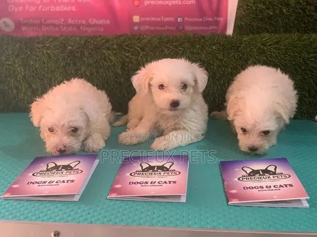 1-3 Months Male Purebred Maltese · Photo 1