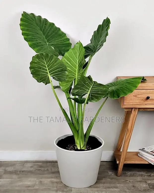Giant Elephant Ear Plant , Beautiful Ornamental Indoor Plant for Sale · Photo 1
