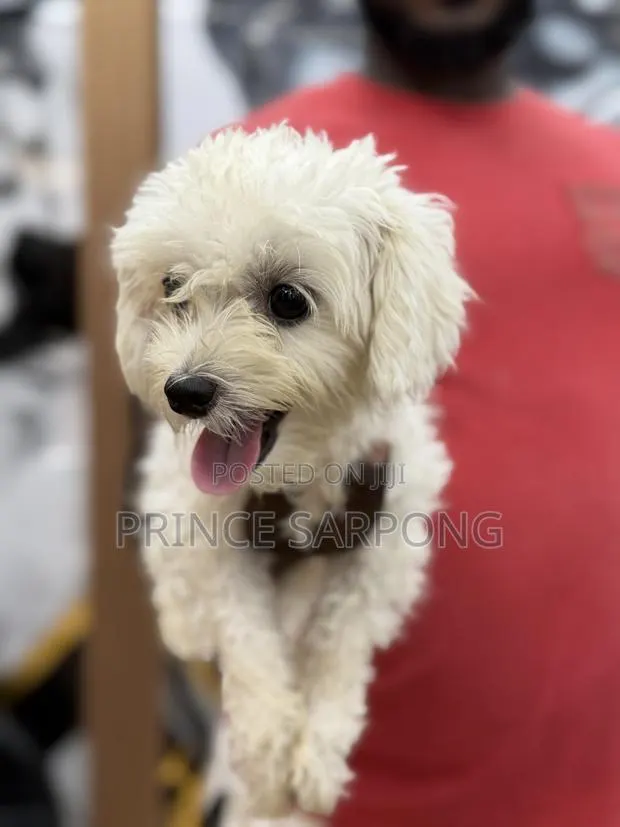 6-12 months Female Purebred Maltese · Photo 1