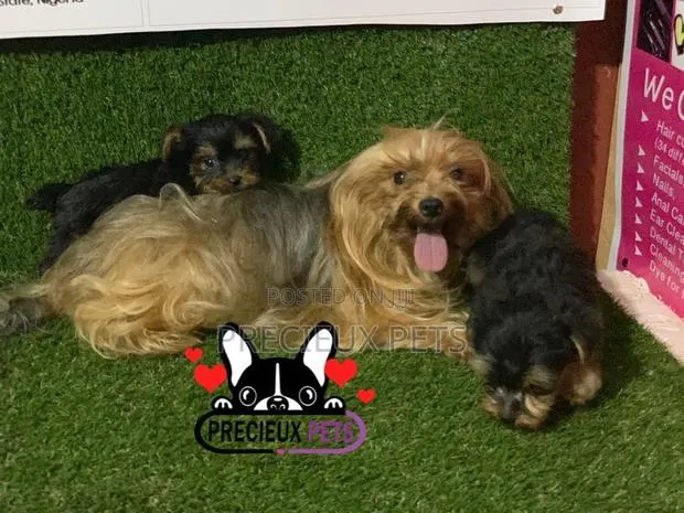 1-3 Month Male Purebred Yorkshire Terrier · Photo 1
