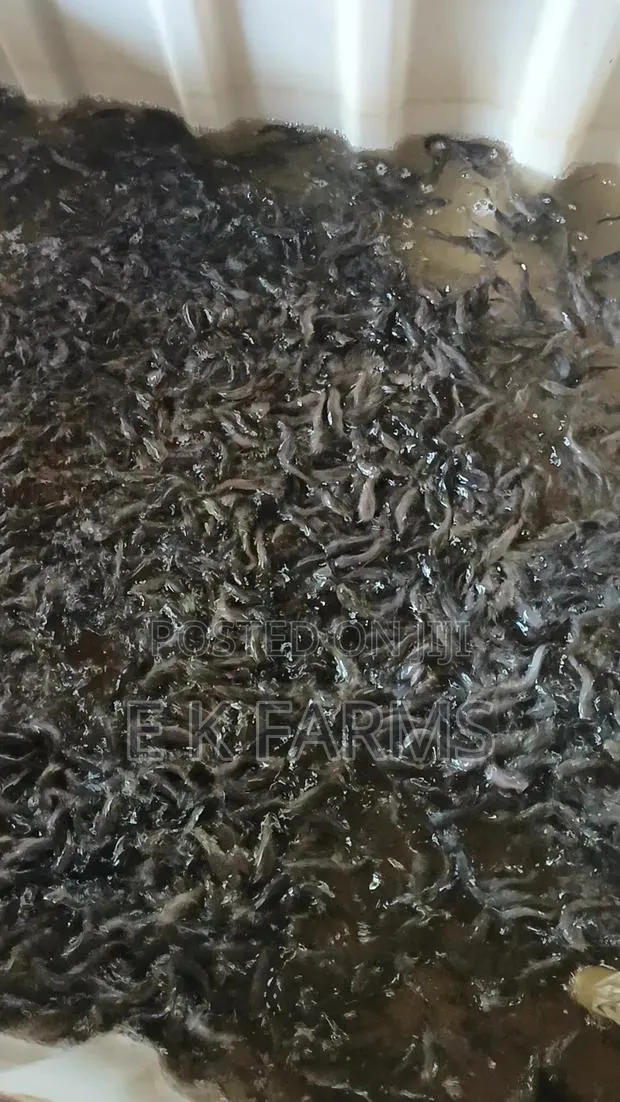 Fast Growing Catfish Juveniles Fingerlings Available In Stock · Photo 3