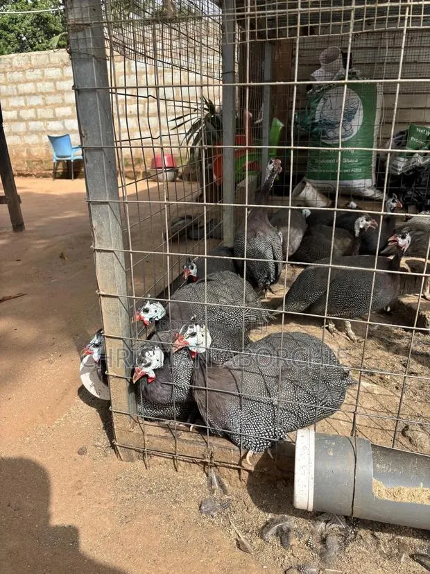 Male Guinea Fowl for Sale · Photo 1