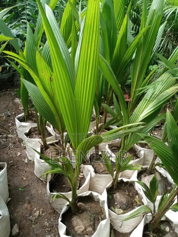Coconut Tree · Photo 1