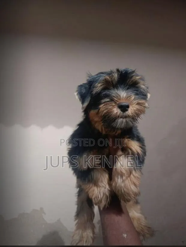 1-3 months Female Purebred Yorkshire Terrier · Photo 1