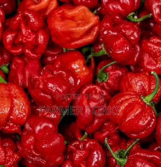 Scorch Pepper · Photo 1