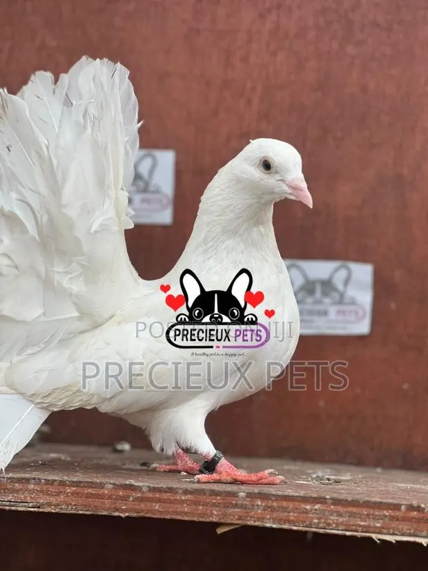 Adult Female American Fantail Pigeon · Photo 1