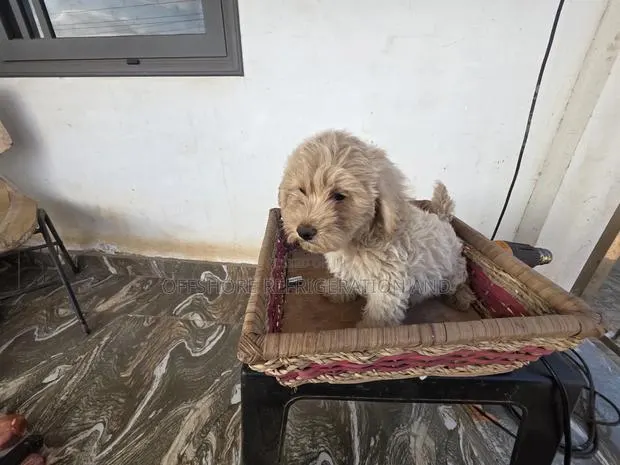 1-3 months Male Purebred Maltese · Photo 1