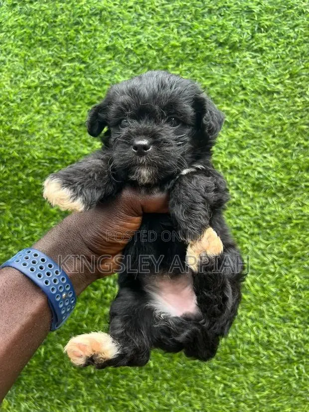 1-3 months Female Purebred Poodle · Photo 1