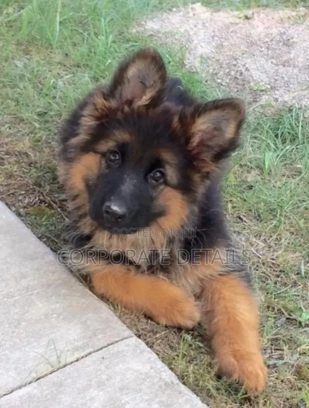 1-3 months Male Purebred German Shepherd · Photo 1