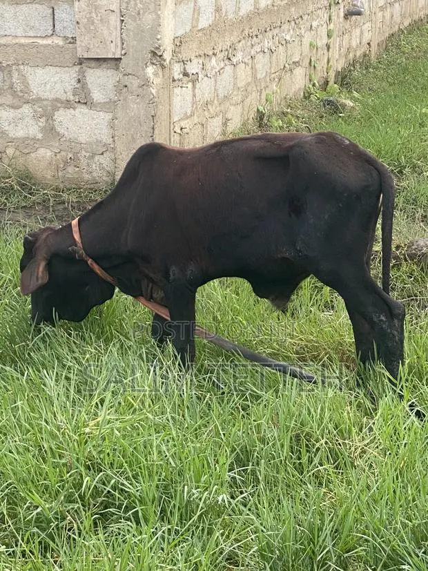 Cow 4 Sell at Cool Price · Photo 2
