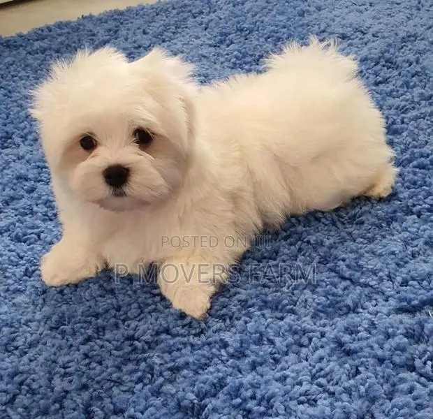 1-3 months Male Purebred Poodle · Photo 1