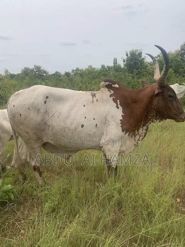 Healthy Cows Are for Sale · Photo 1