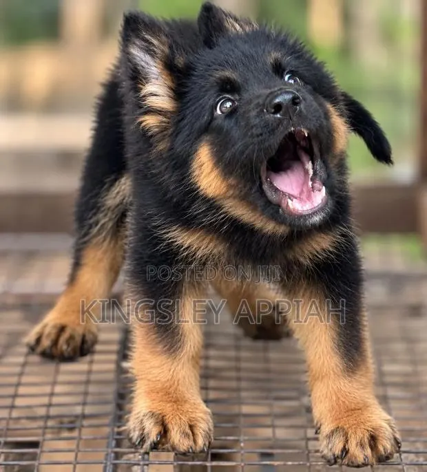 1-3 months Male Purebred German Shepherd · Photo 1