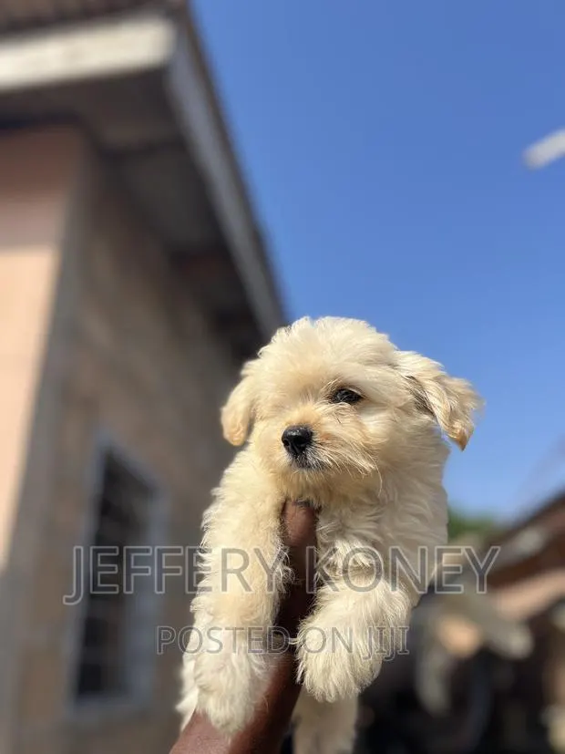 1-3 months Male Purebred Poodle · Photo 1