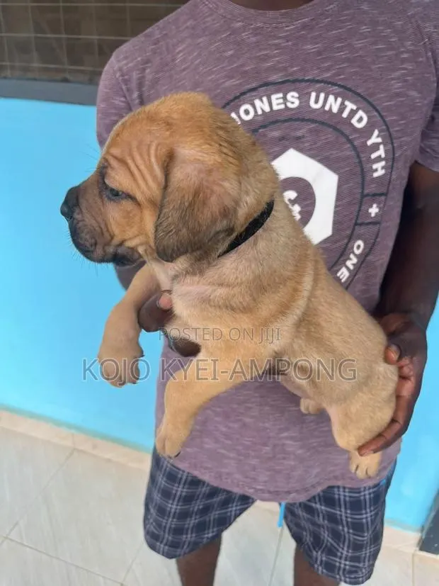 1-3 months Female Purebred Boerboel · Photo 3