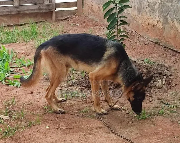 1+ year Male Purebred German Shepherd · Photo 1