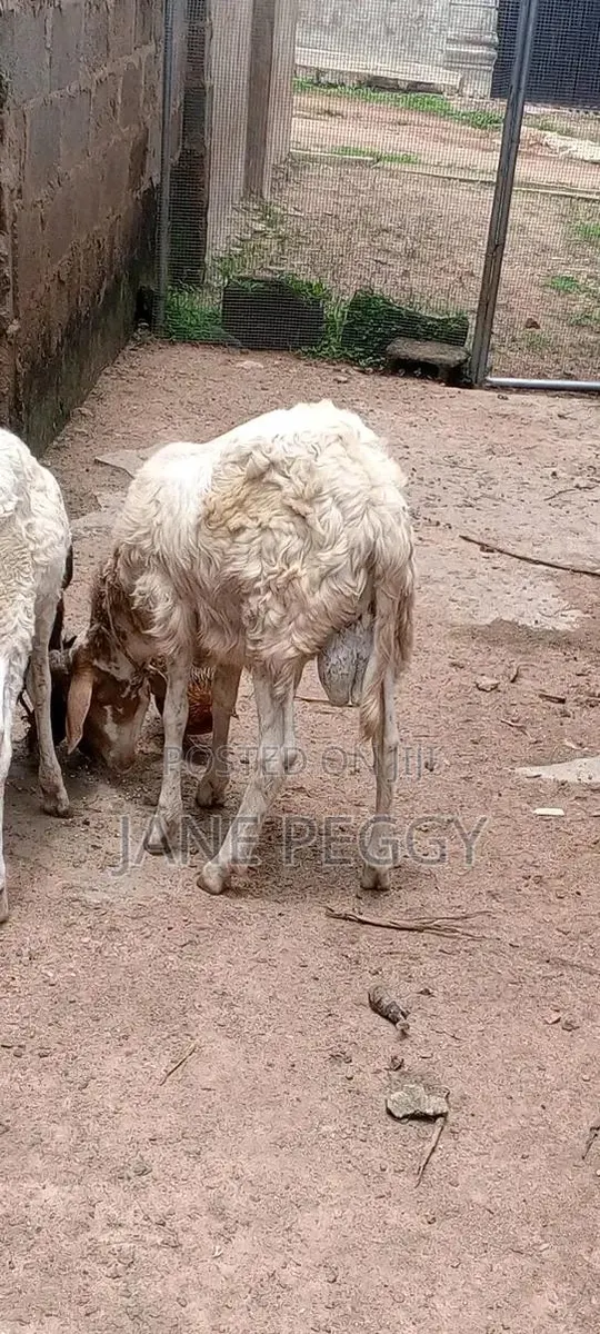 Healthy Sheeps · Photo 1