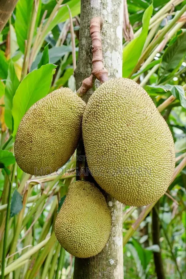 Thai Jackfruit Plant Seedling · Photo 2